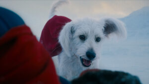 Superman's Krypto Sparks 513% Interest in Pet Adoptions