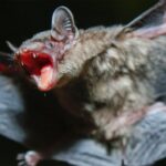 Greater-Bamboo-Bat