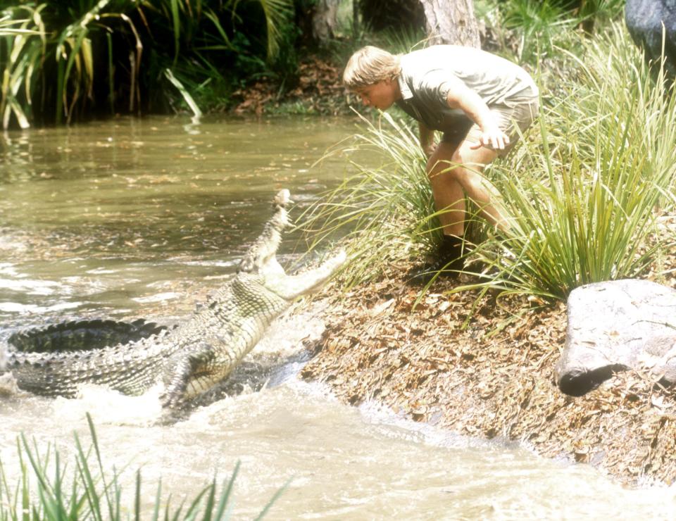 Steve Irwin with a crocodile.