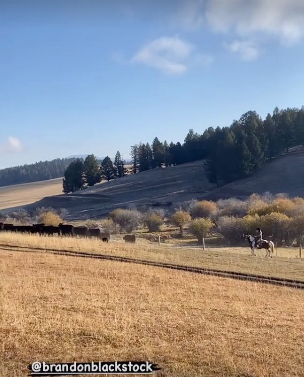 Person on horseback herding cattle on a ranch.