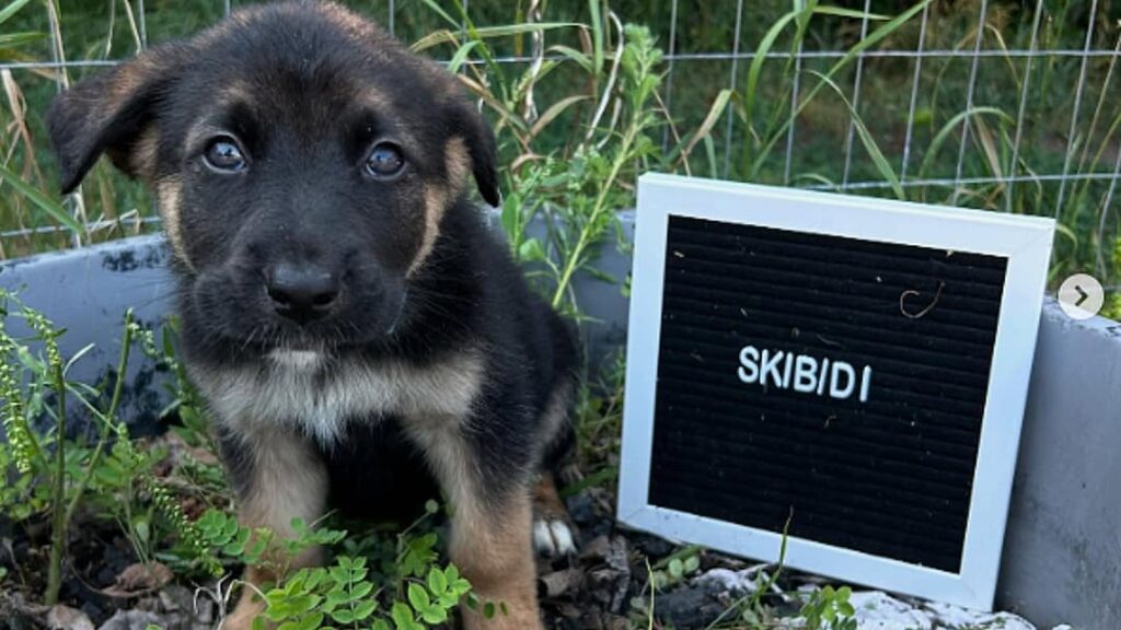 Animal rescue names puppies after Gen Alpha slang to help them get adopted