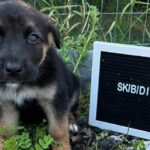 Animal rescue names puppies after Gen Alpha slang to help them get adopted