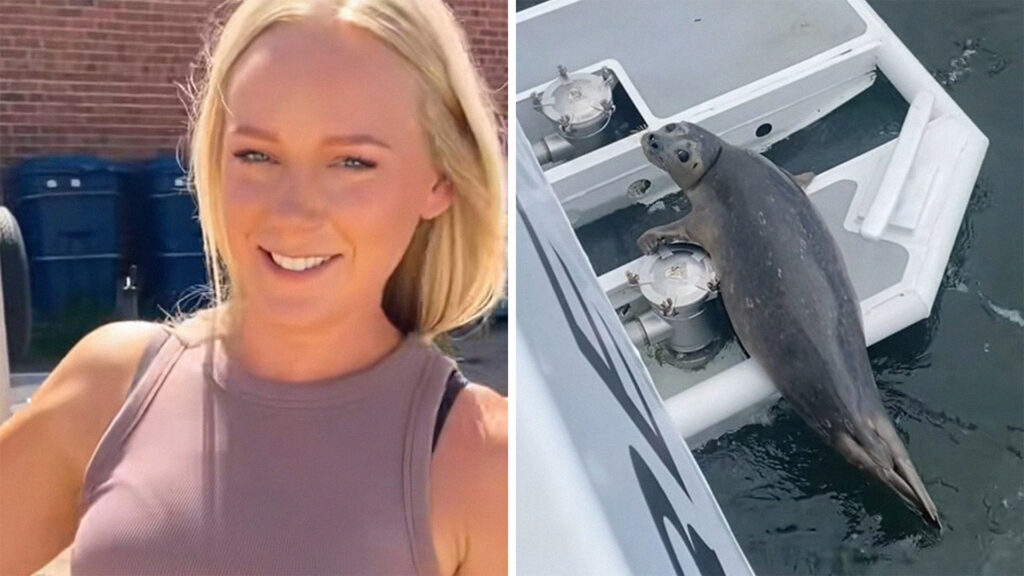 Baby Seal Has Clever Way Of Getting Away From Orca
