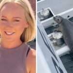 Baby Seal Has Clever Way Of Getting Away From Orca