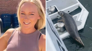 Baby Seal Has Clever Way Of Getting Away From Orca