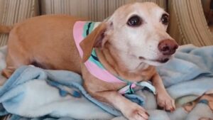 Blind man in Chicago walks miles every day looking for his stolen service dog