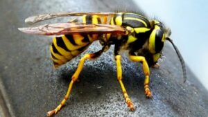 Radioactive wasps