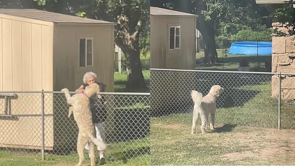 Dog goes viral as it still waits for treats from 94-year-old neighbor after their death