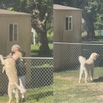 Dog goes viral as it still waits for treats from 94-year-old neighbor after their death