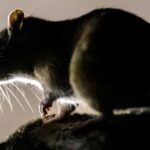 giant-rat