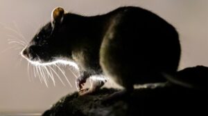 giant-rat