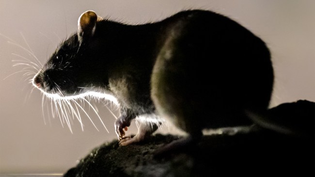 giant-rat