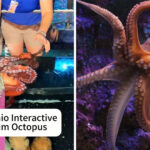 Is The San Antonio Aquarium Octopus Dangerous?