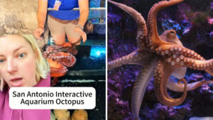 Is The San Antonio Aquarium Octopus Dangerous?