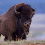 Yellowstone Bison up close