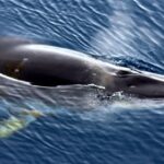 minke whale