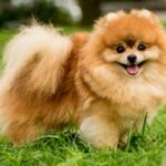 pomeranian