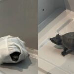 turtles discovered by tsa