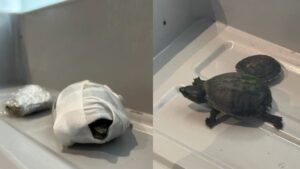 turtles discovered by tsa