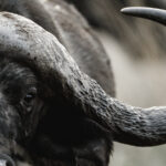 African Cape Buffalo close up