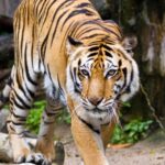 Tiger in zoo