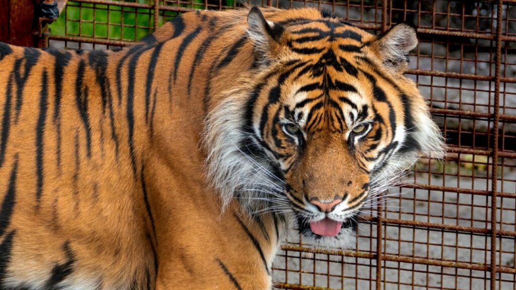 Zoo sparks controversy after asking people to donate their pets to feed big cats