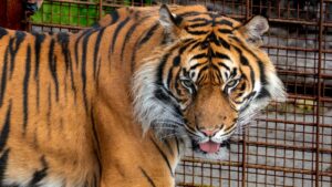 Zoo sparks controversy after asking people to donate their pets to feed big cats